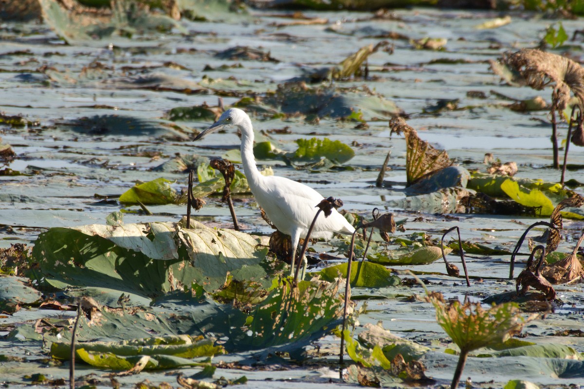 Little Blue Heron - ML642663630