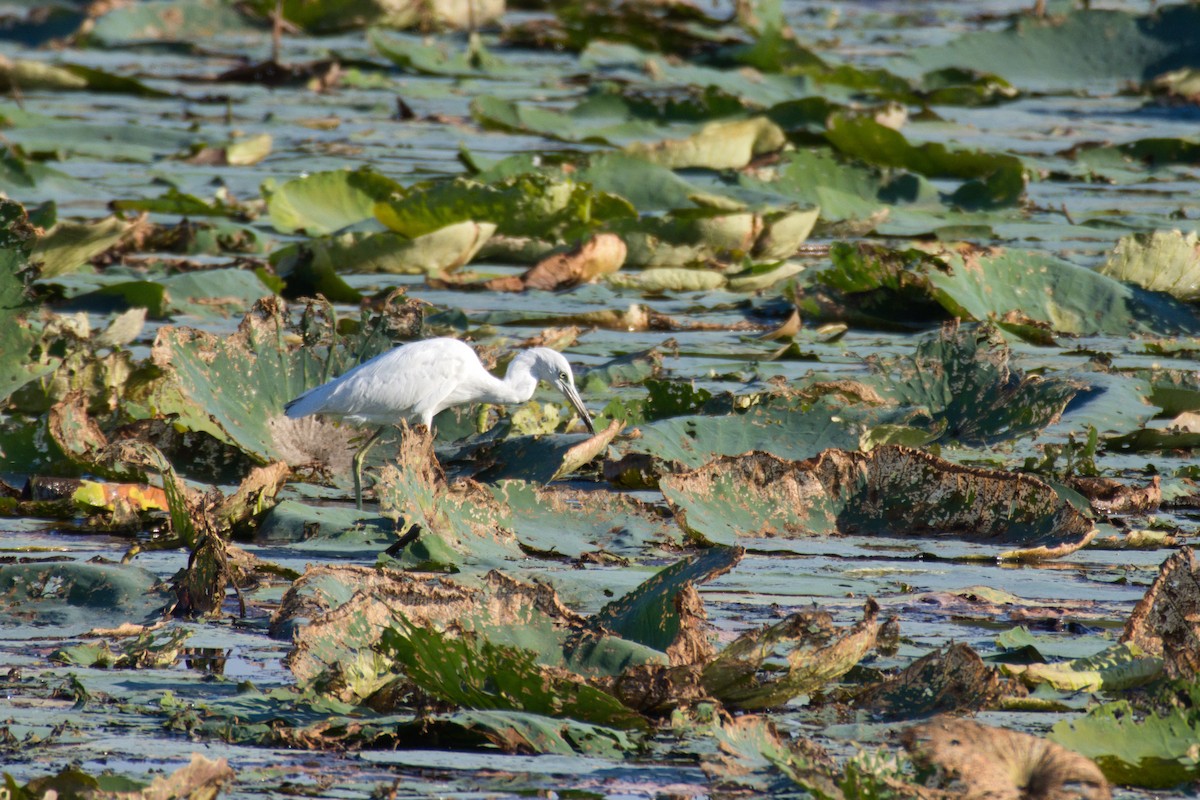 Little Blue Heron - ML642663631
