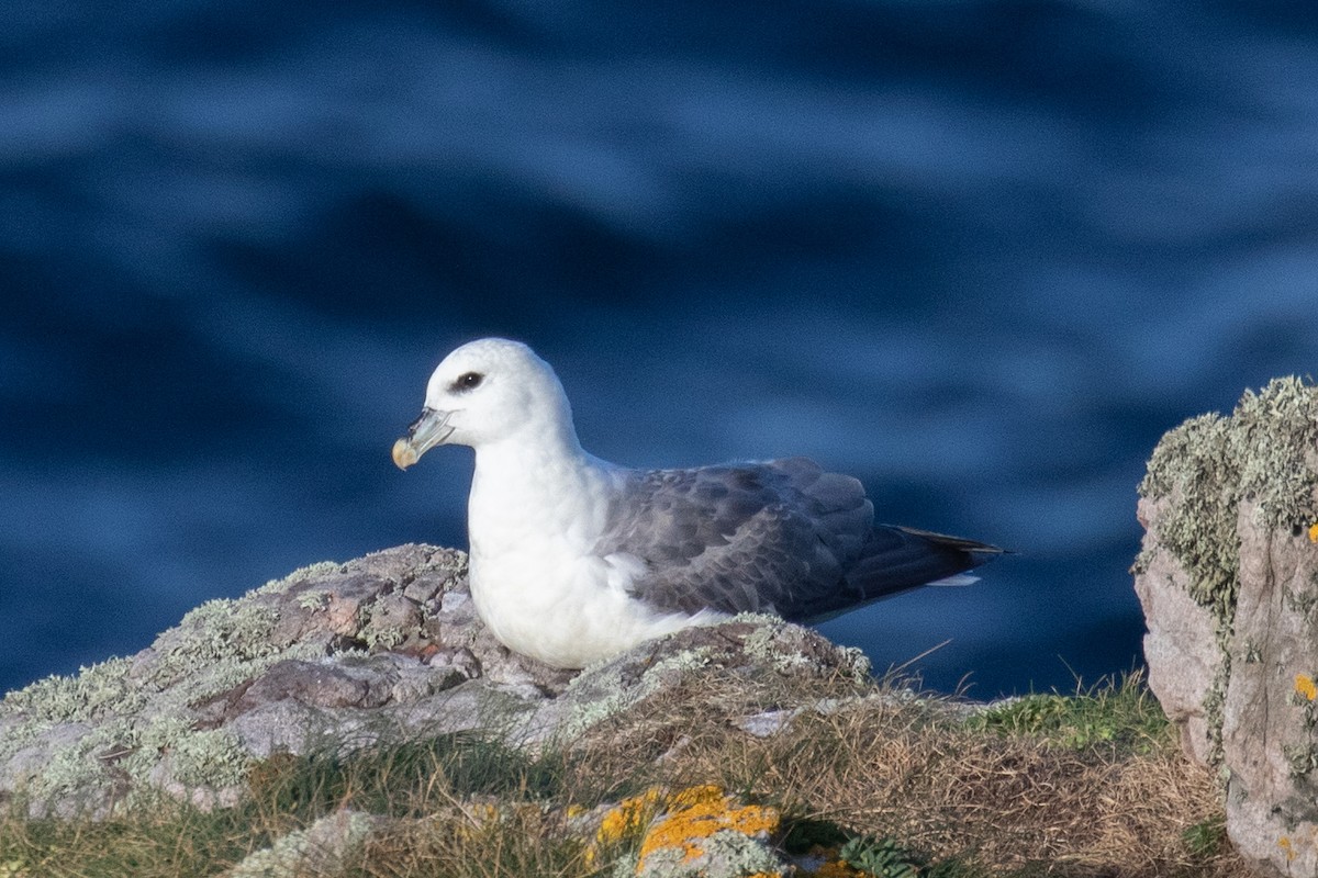 Northern Fulmar - ML642663639