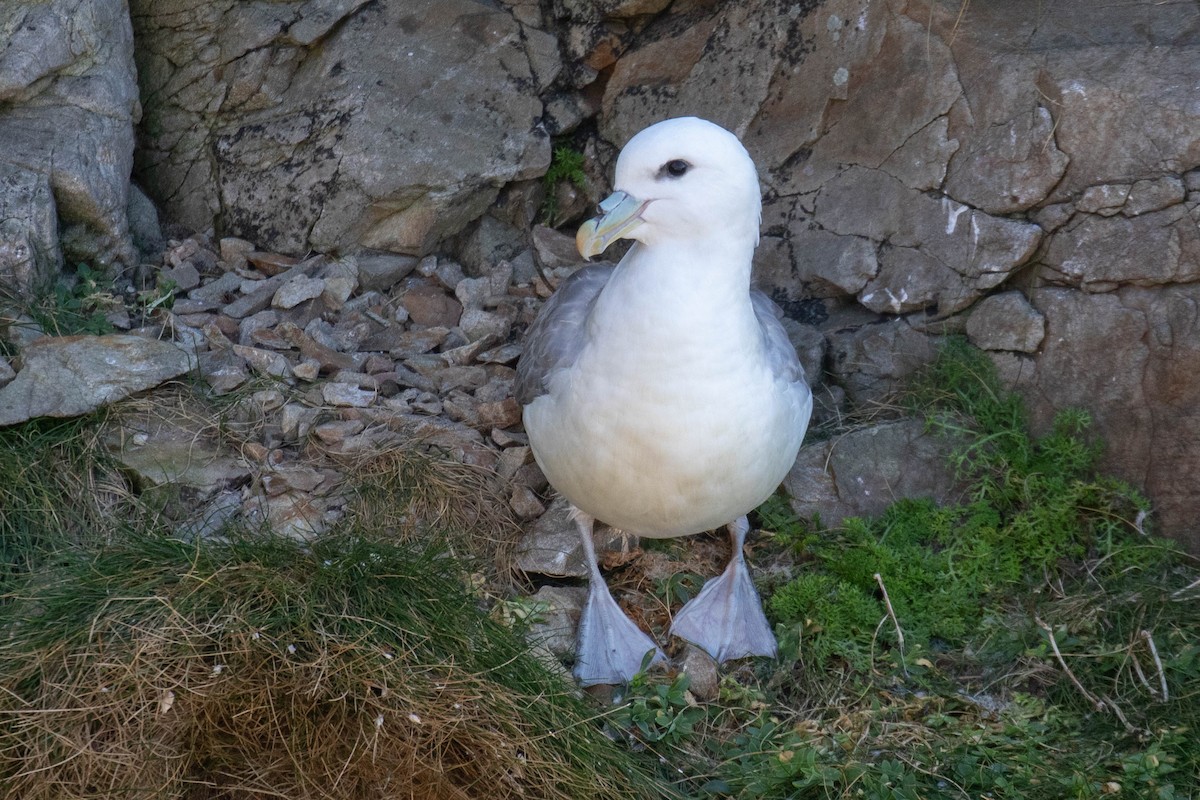 Northern Fulmar - ML642663640