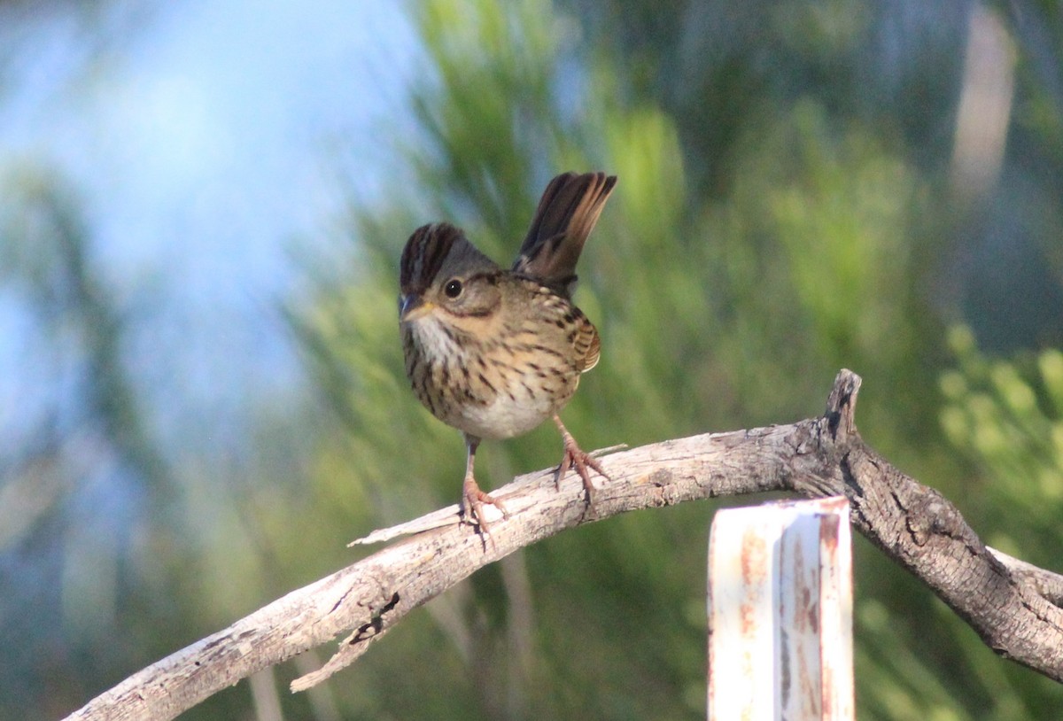 Lincoln's Sparrow - ML642663642