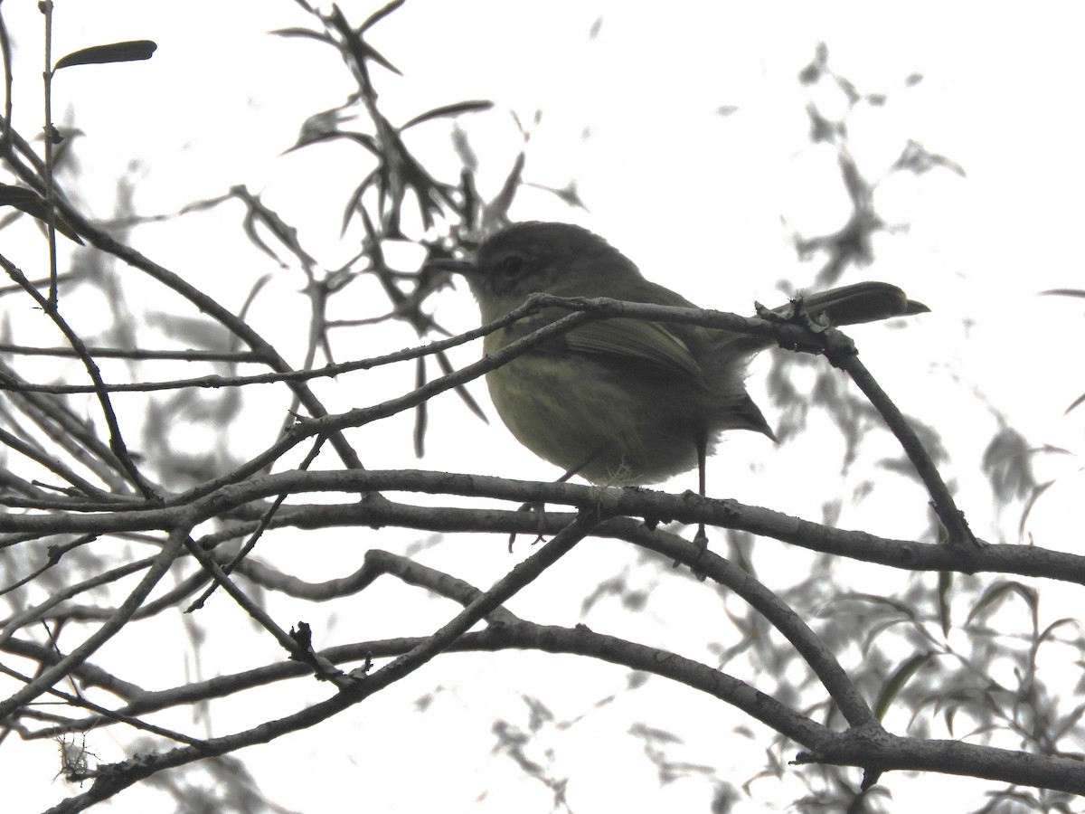 Mottle-cheeked Tyrannulet - ML642663644