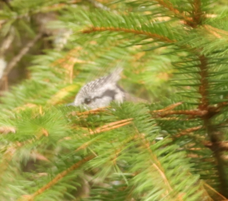 Crested Tit - ML642663647