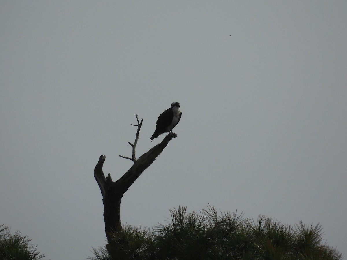 orlovec říční - ML642663655