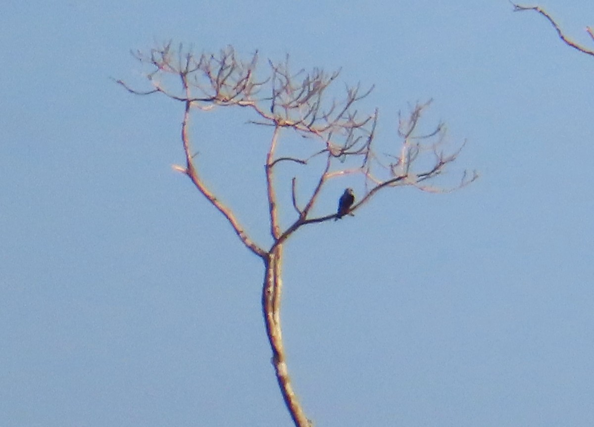 Plumbeous Kite - ML642663666