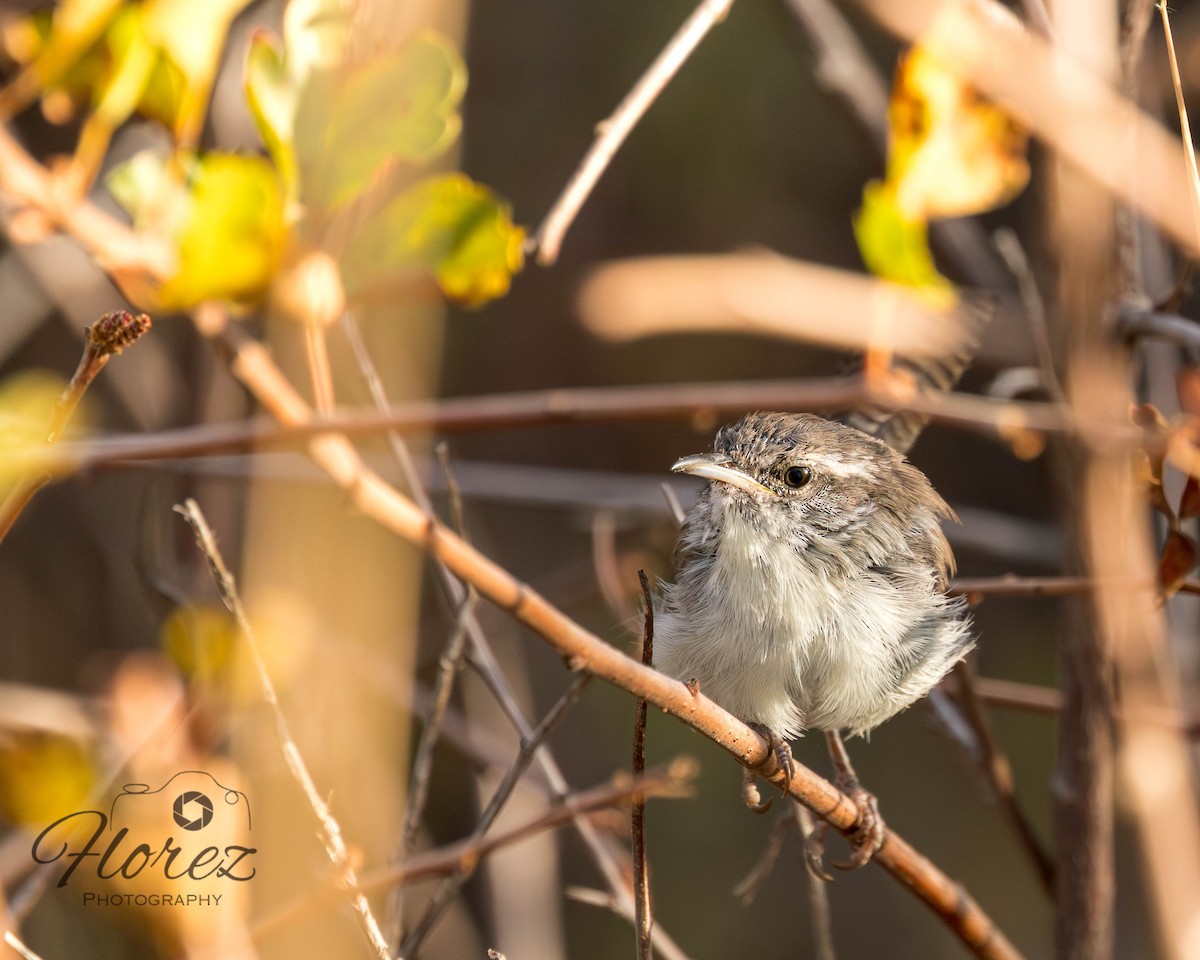 Bewick's Wren - ML642663671