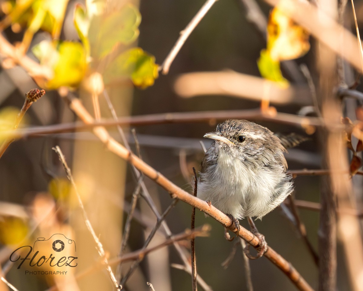 Bewick's Wren - ML642663672