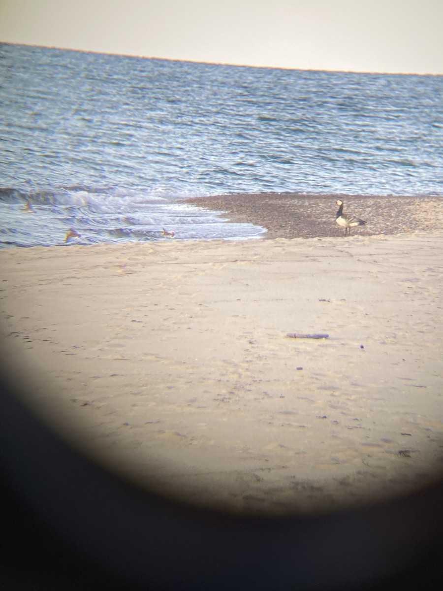 Barnacle Goose - ML642663676