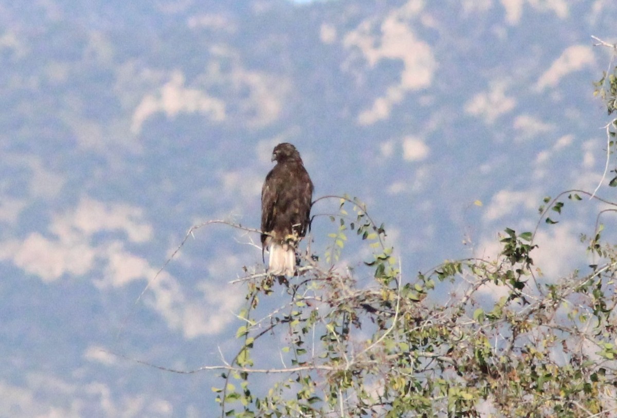 Red-tailed Hawk - ML642663681
