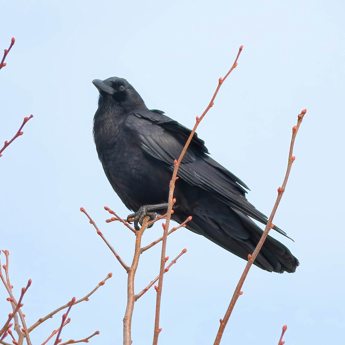 American Crow - ML642663722