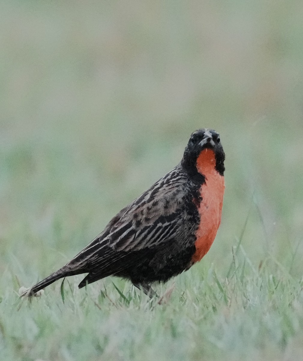 Red-breasted Meadowlark - ML642663726
