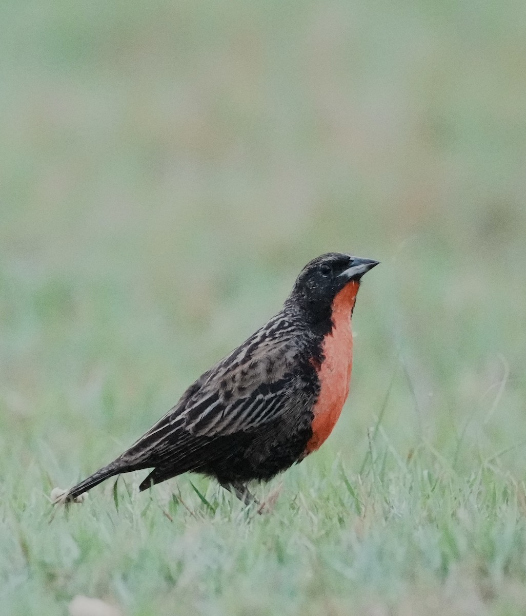 Red-breasted Meadowlark - ML642663727