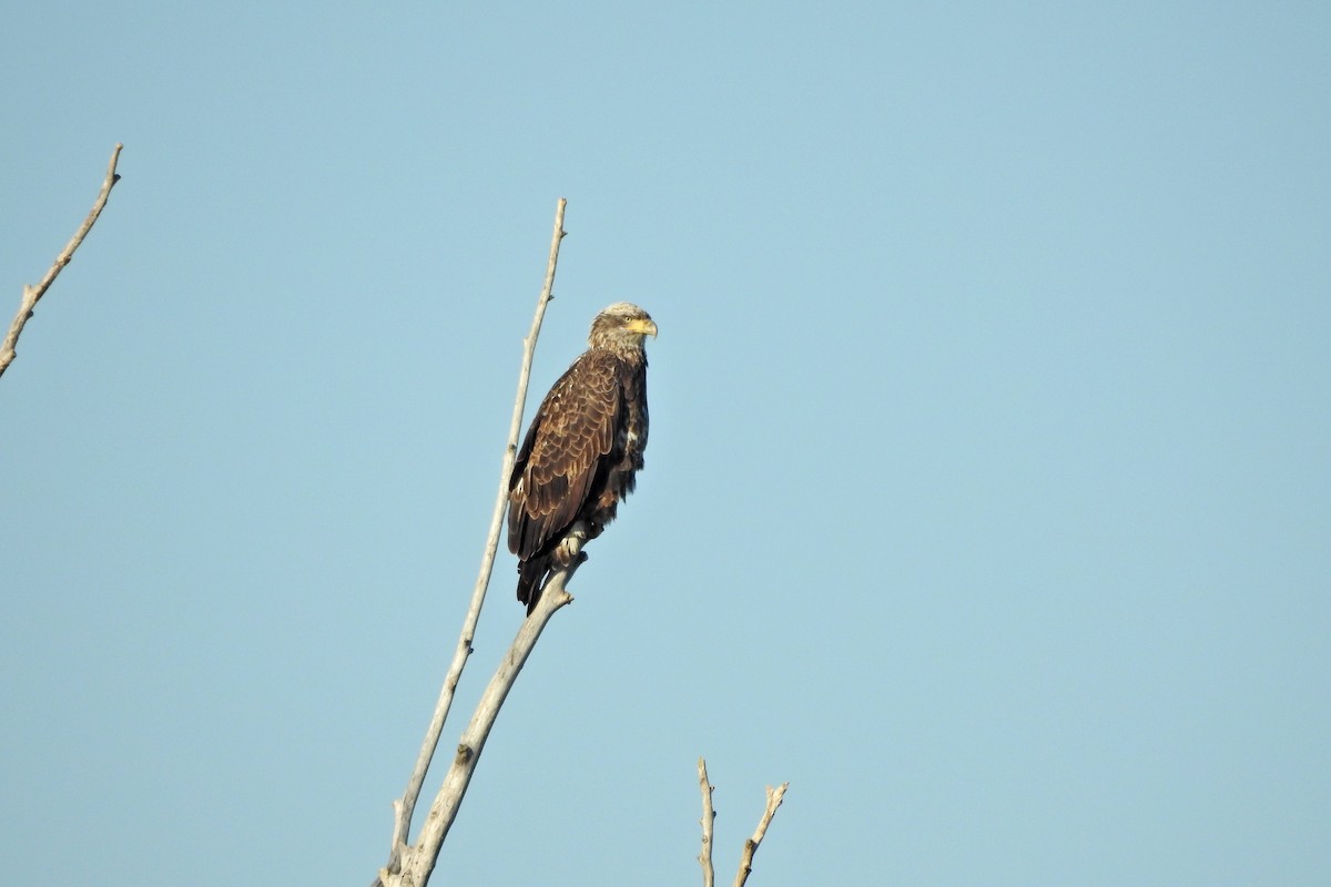 Bald Eagle - ML642663728