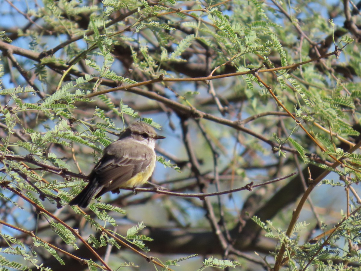 Vermilion Flycatcher - ML642663730