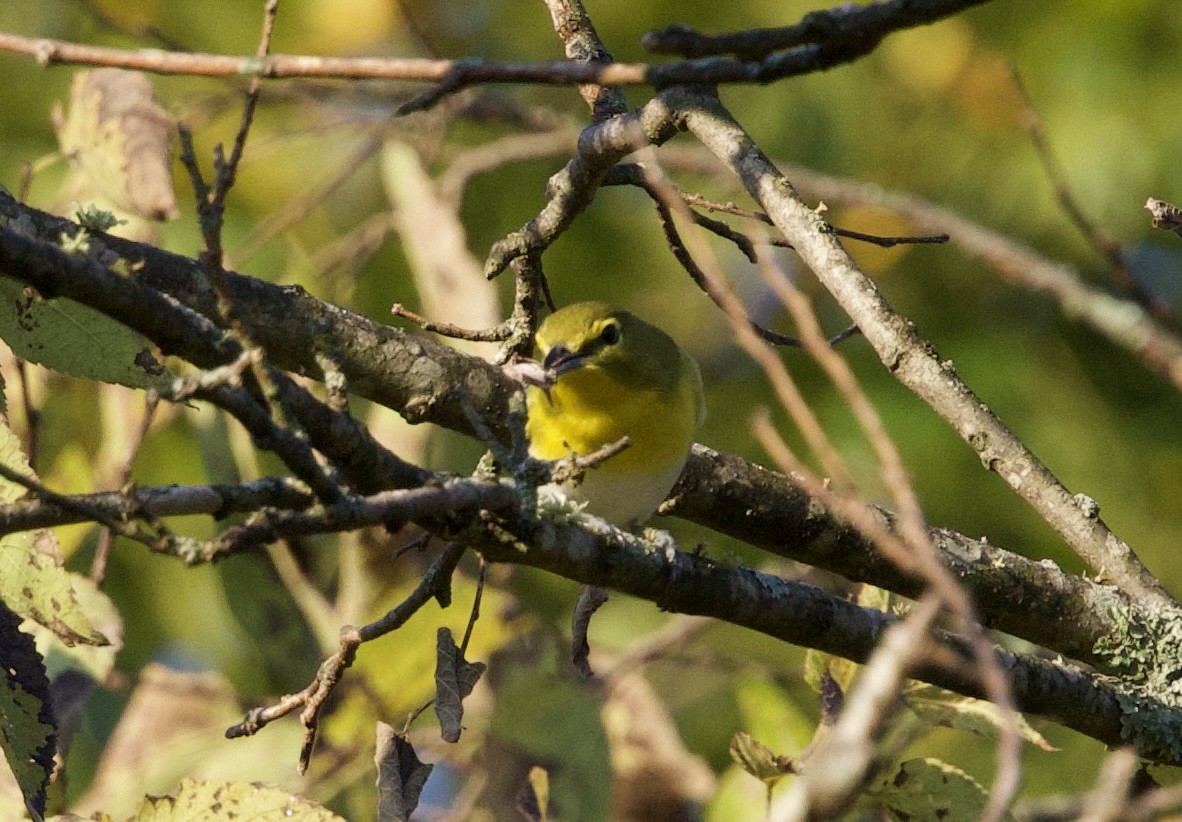 Yellow-throated Vireo - ML642663740