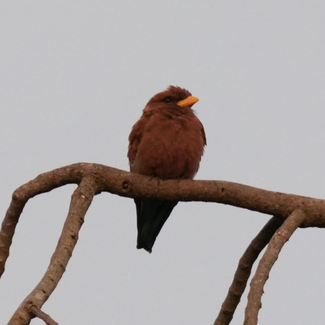 Broad-billed Roller - ML642663755