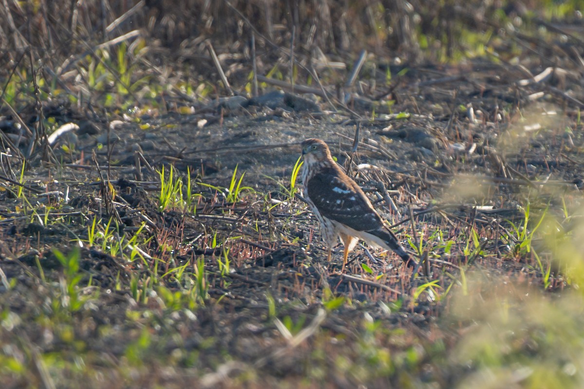 Sharp-shinned/Cooper's Hawk - ML642663756