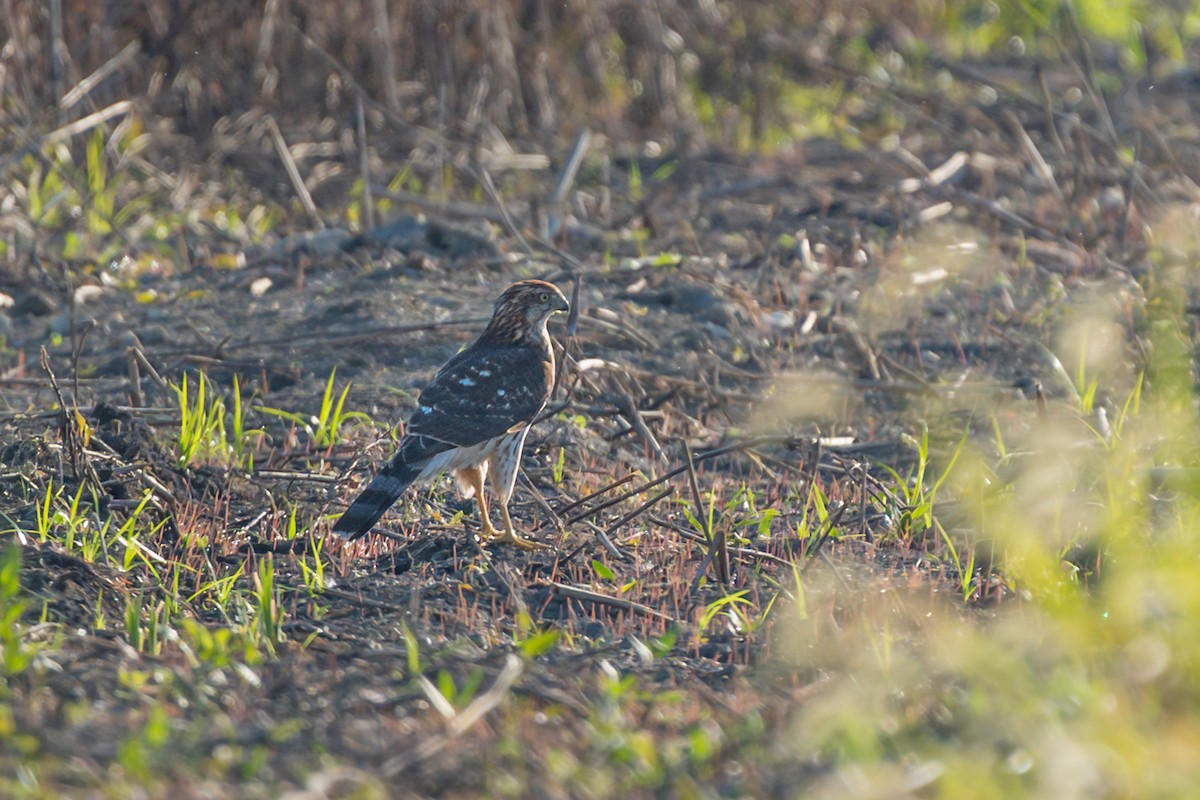Sharp-shinned/Cooper's Hawk - ML642663757