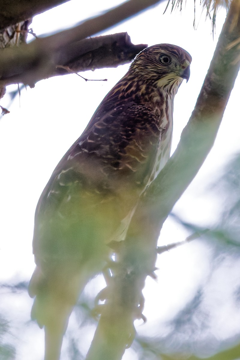 Cooper's Hawk - ML642663761