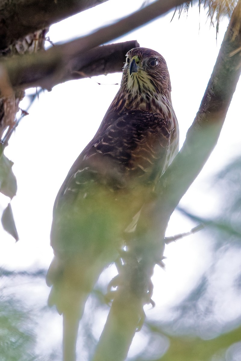 Cooper's Hawk - ML642663762