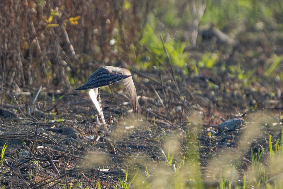 Sharp-shinned/Cooper's Hawk - ML642663766