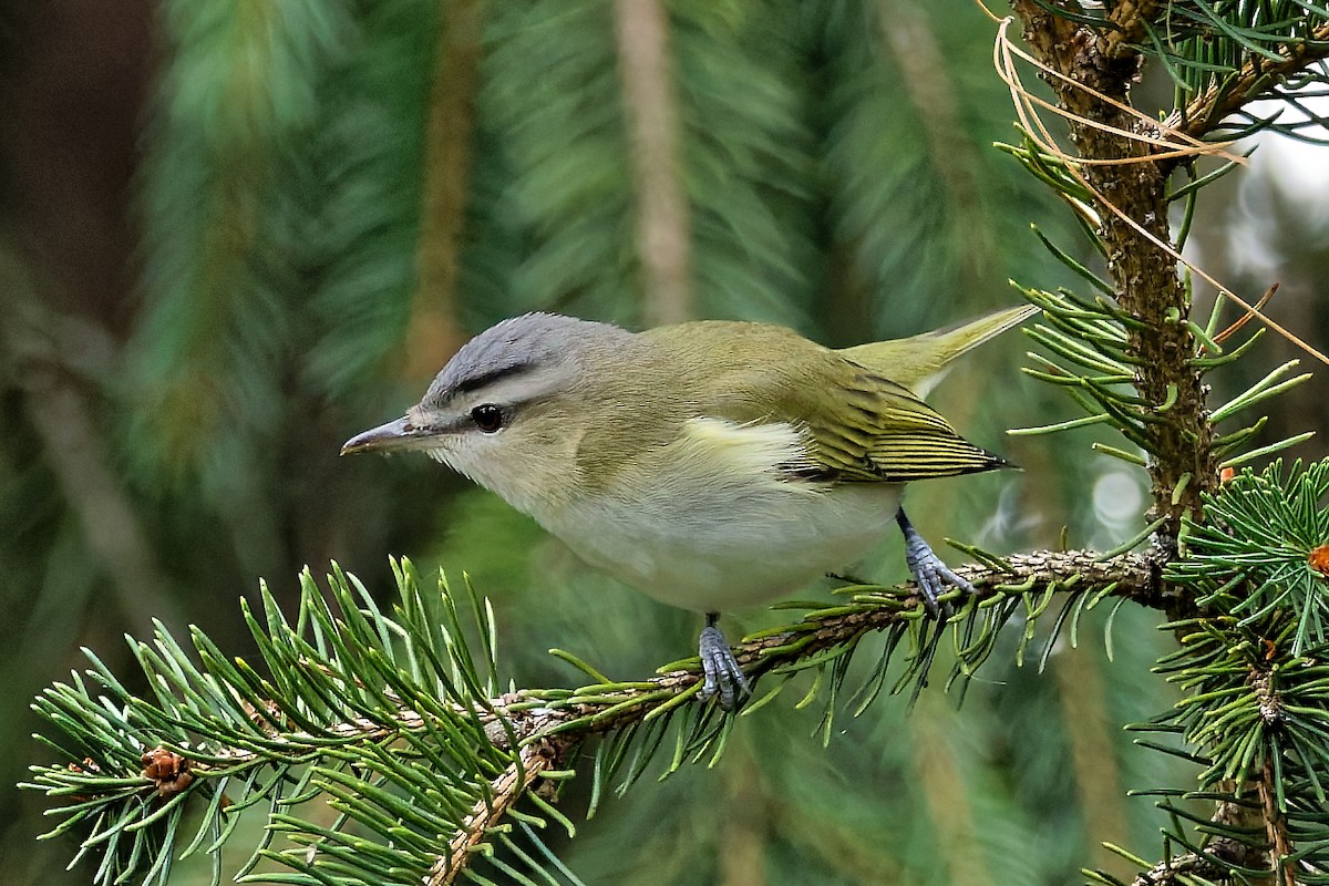 Red-eyed Vireo - ML642663769