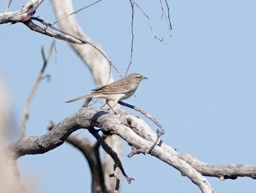 Rufous Songlark - ML642663775