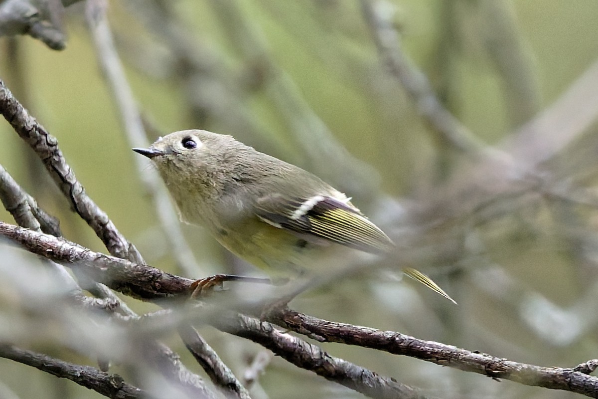 Ruby-crowned Kinglet - ML642663794
