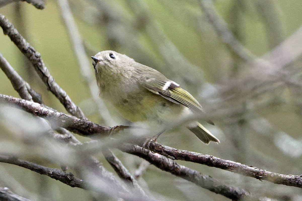 Ruby-crowned Kinglet - ML642663795