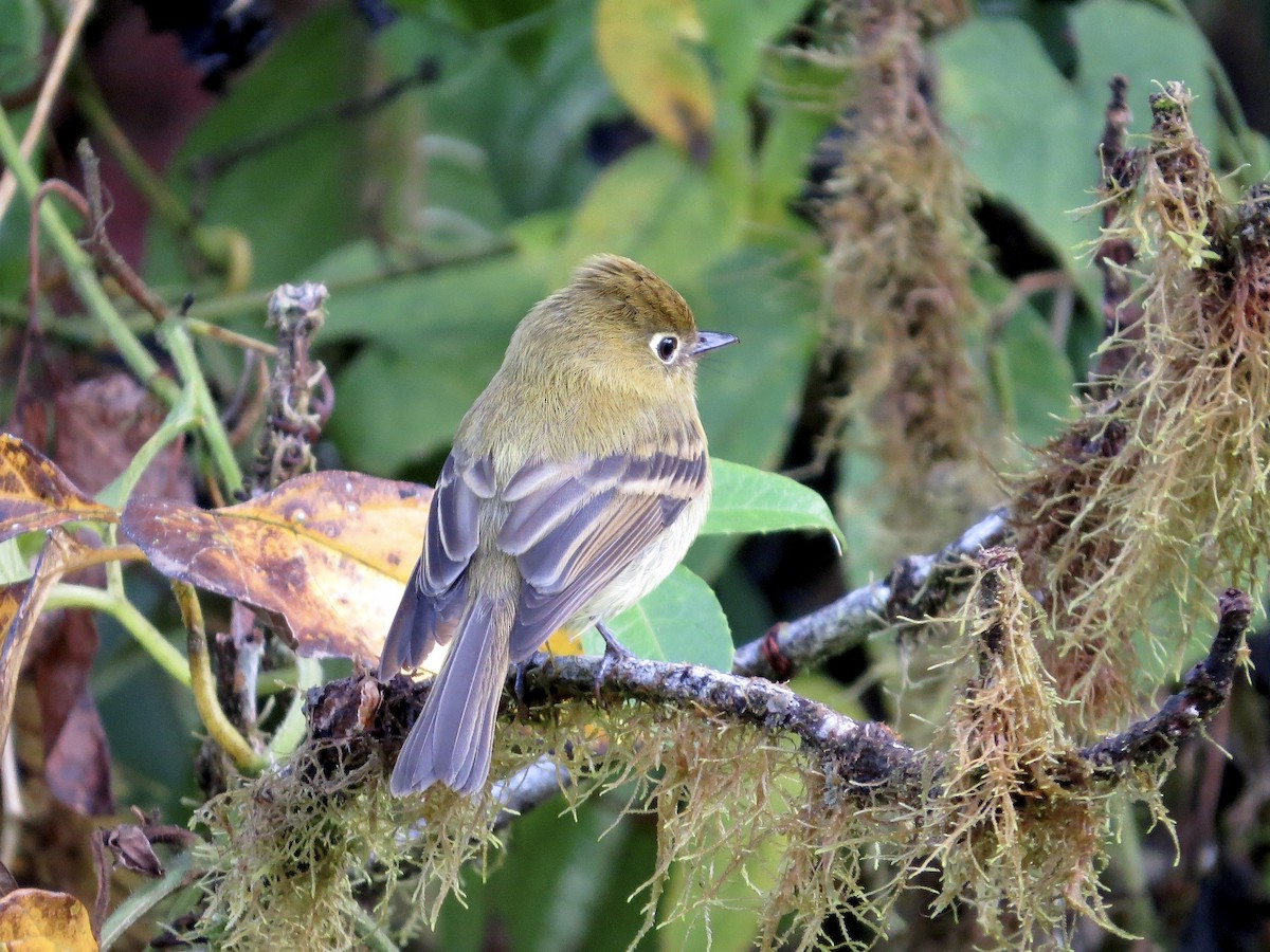 Yellowish Flycatcher - ML642663798