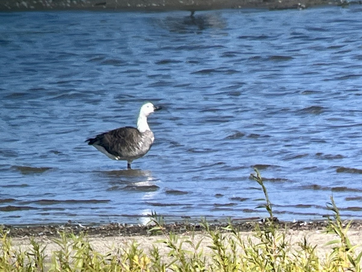 Snow x Canada Goose (hybrid) - ML642663801