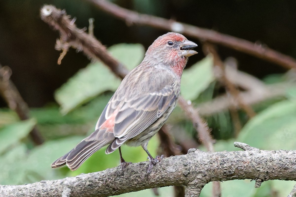House Finch - ML642663807