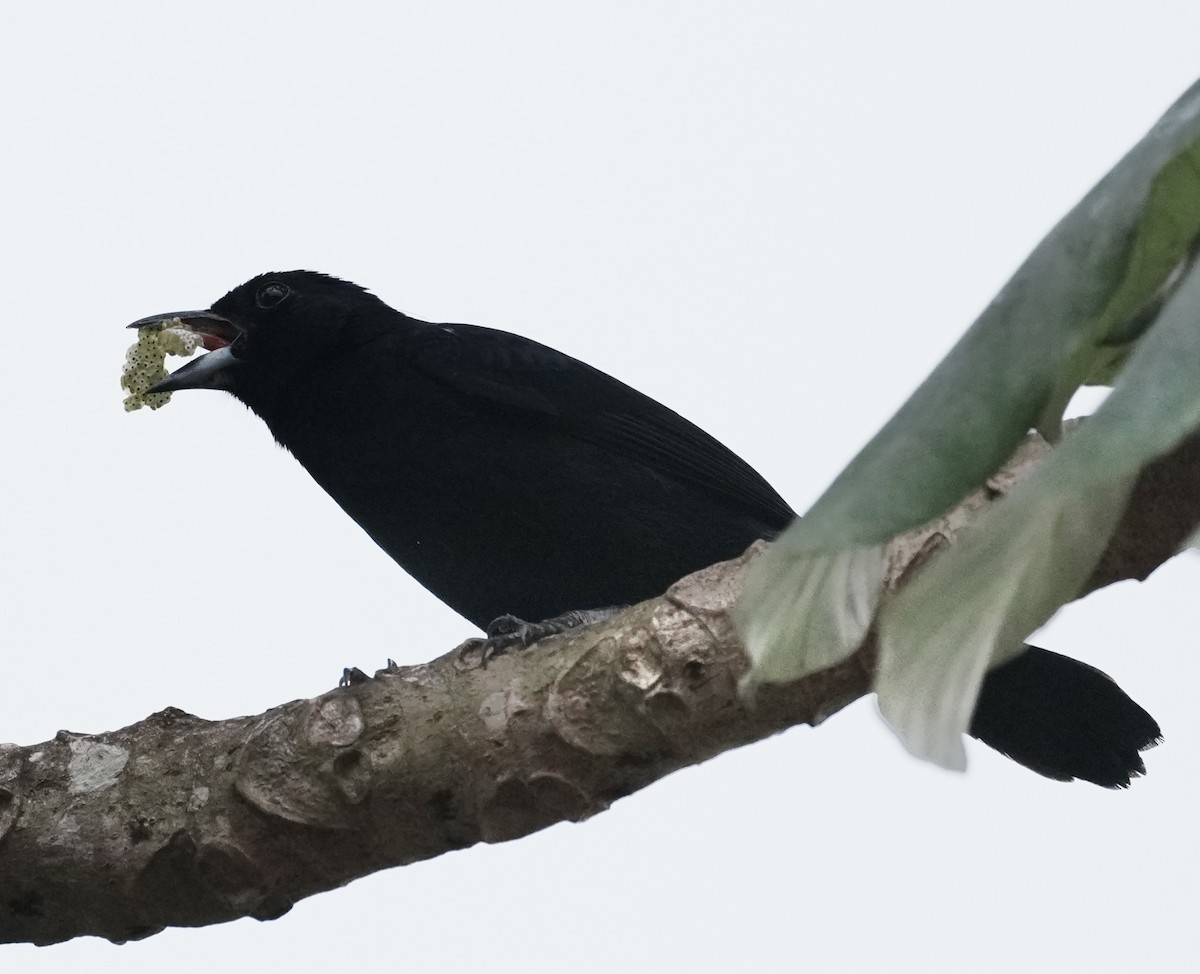 White-lined Tanager - ML642663817