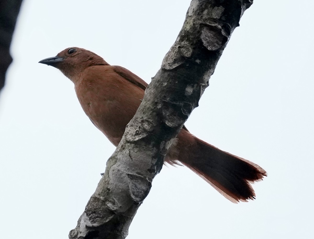 White-lined Tanager - ML642663818