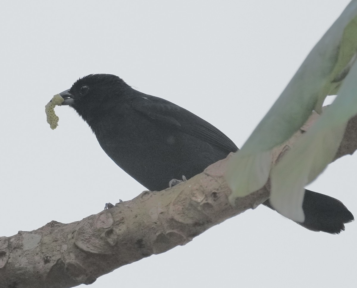 White-lined Tanager - ML642663819