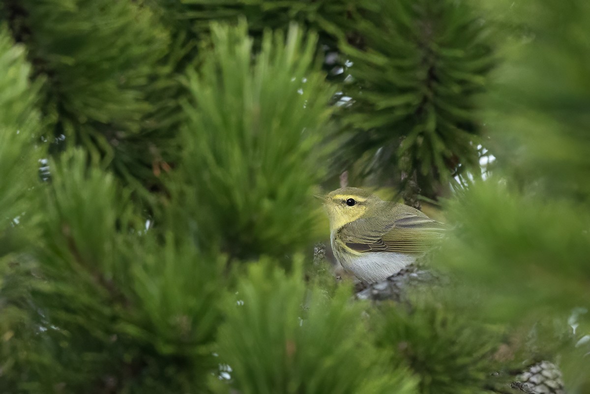 Mosquitero Silbador - ML642663821