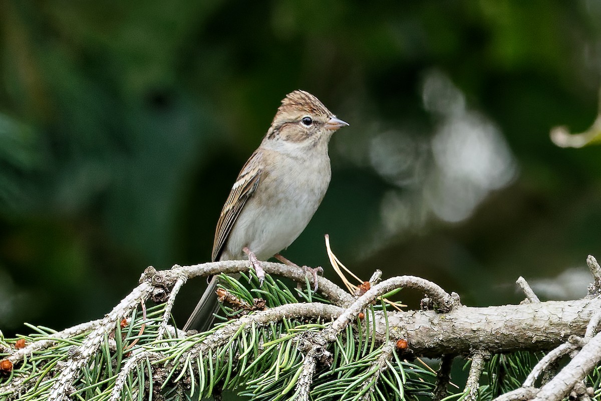 Chipping Sparrow - ML642663822