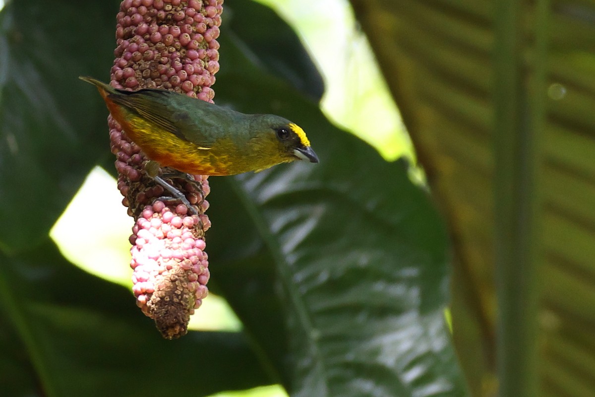 Olive-backed Euphonia - ML642663824