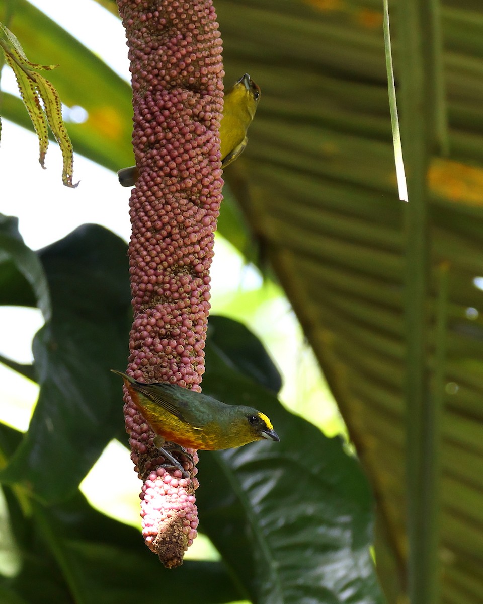 Olive-backed Euphonia - ML642663825