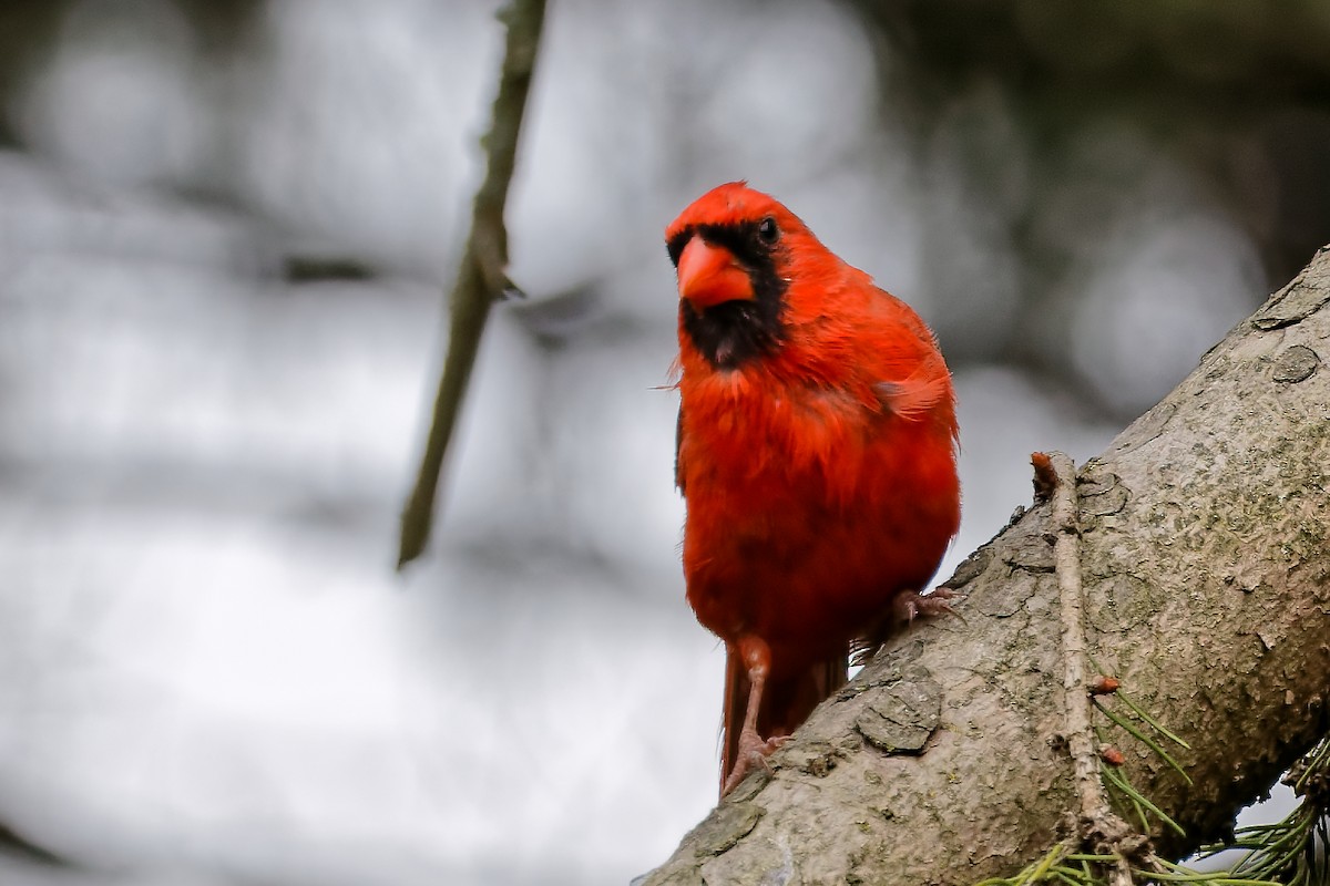 Northern Cardinal - ML642663826
