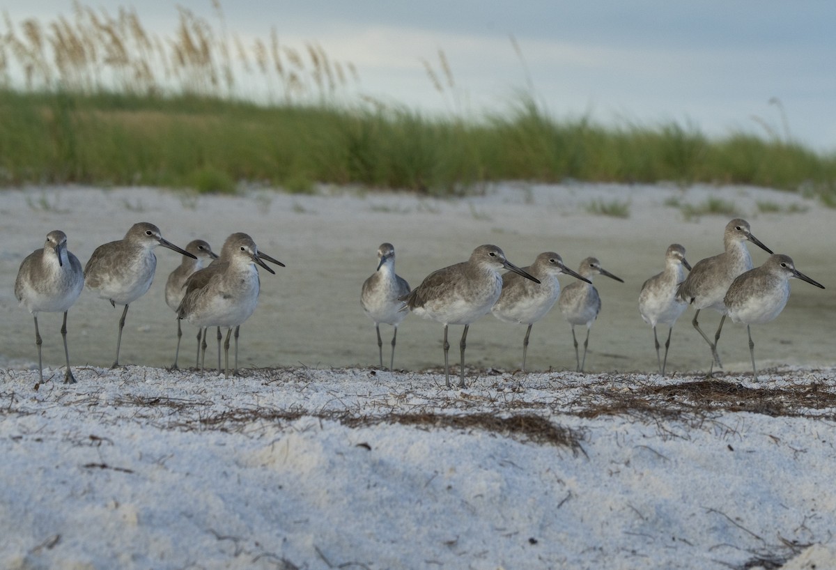 Willet - ML642663858