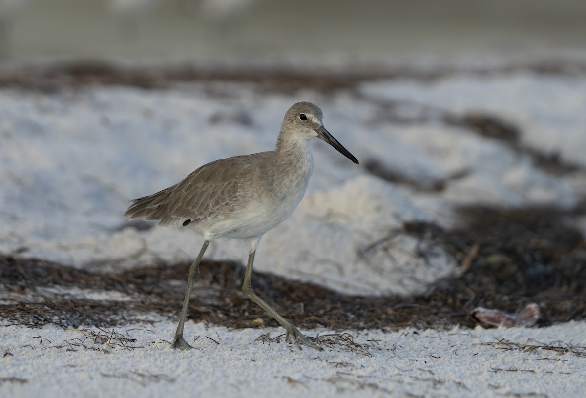 Willet - ML642663866