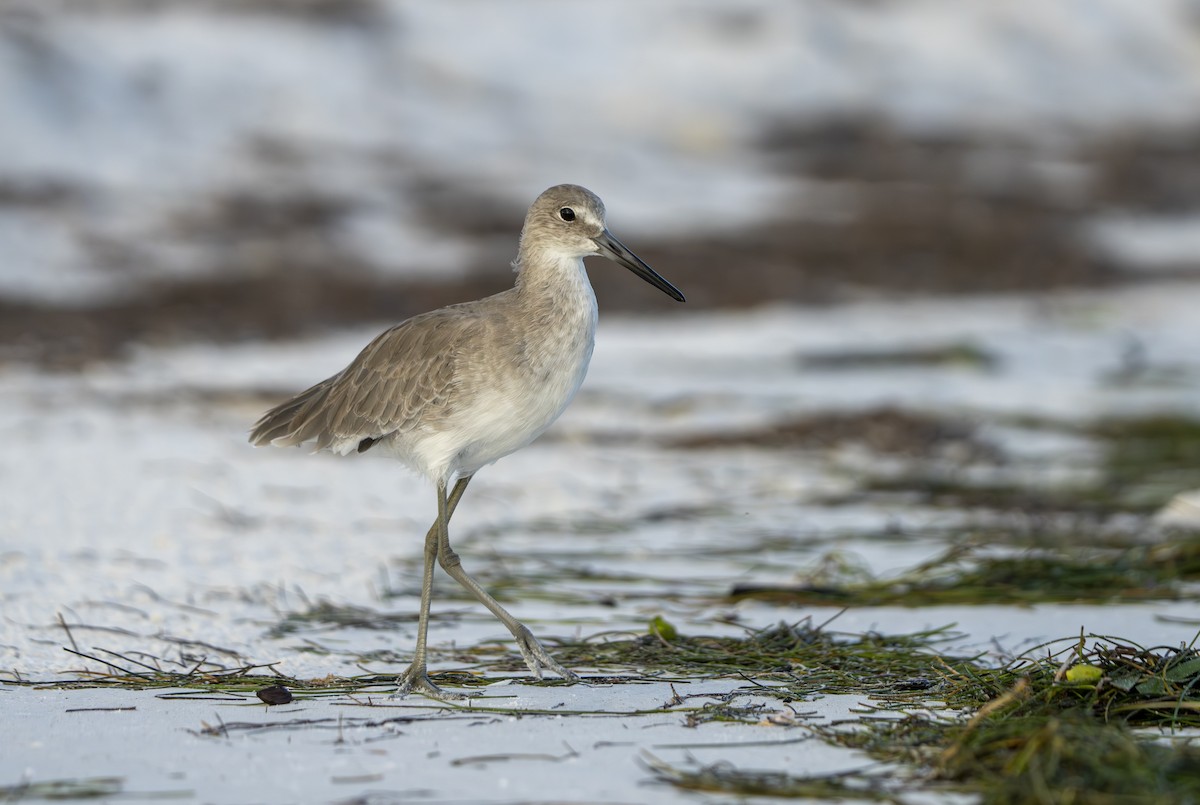 Willet - ML642663868