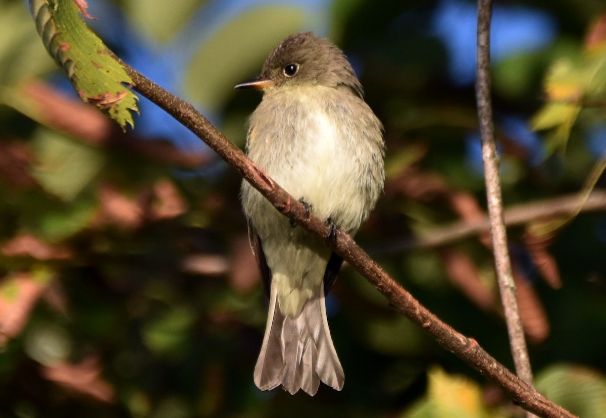 Empidonax sp. - ML642663873