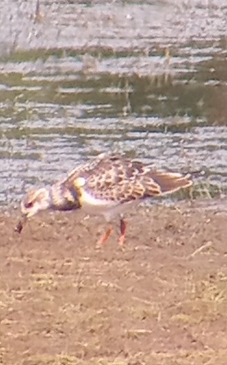 Ruddy Turnstone - ML642663888