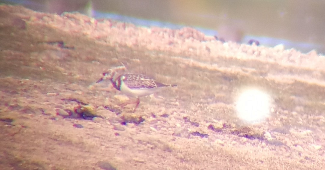 Ruddy Turnstone - ML642663889