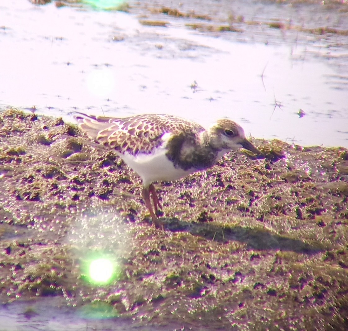 Ruddy Turnstone - ML642663890