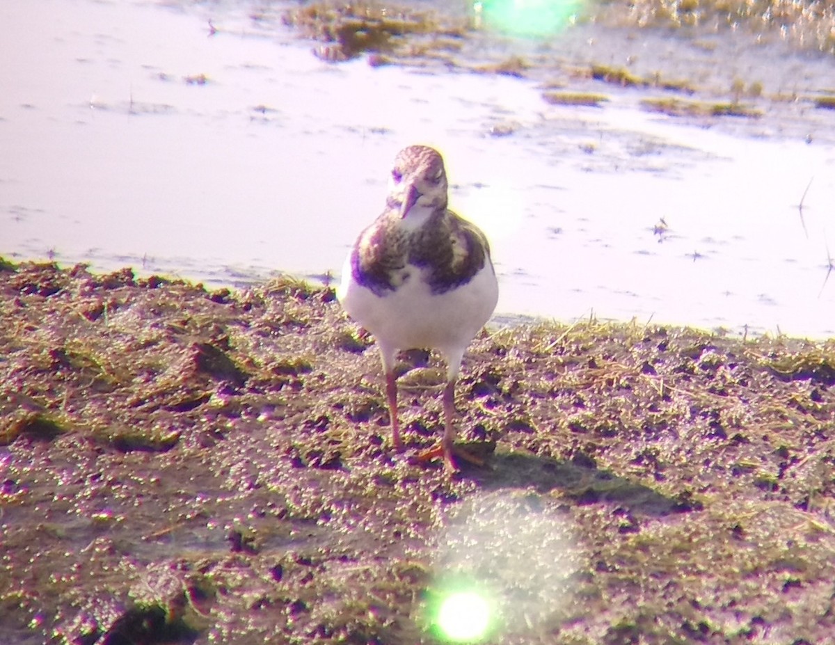 Ruddy Turnstone - ML642663892