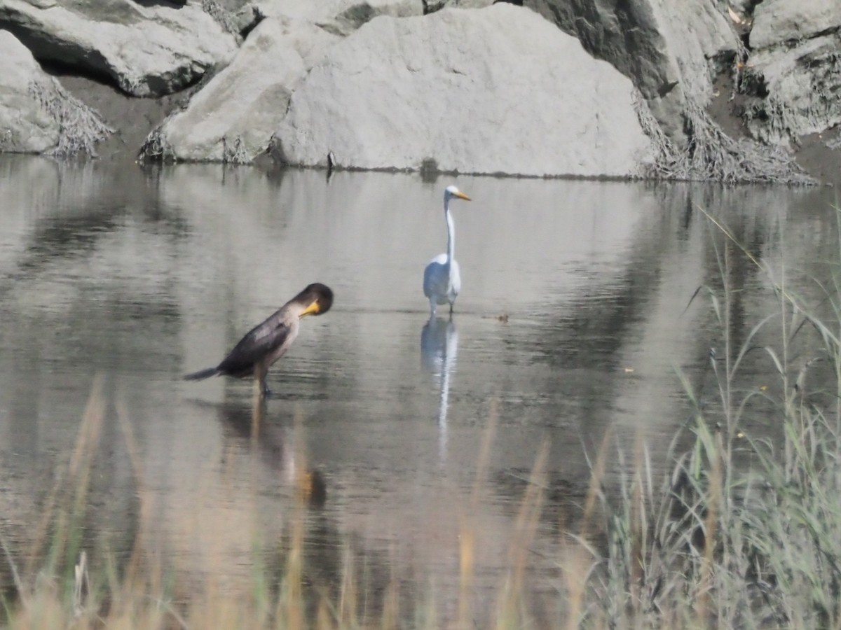 Cormoran à aigrettes - ML642663896