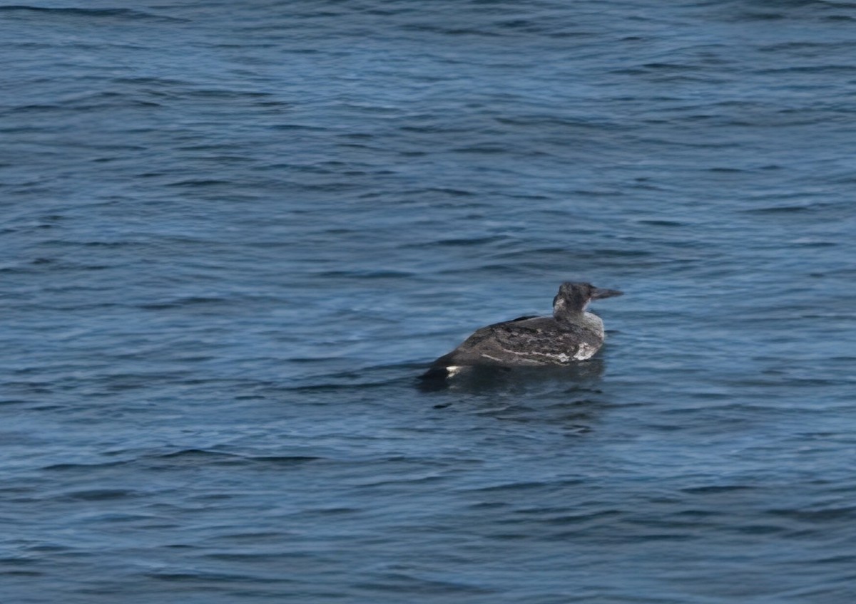 Plongeon catmarin - ML642663897